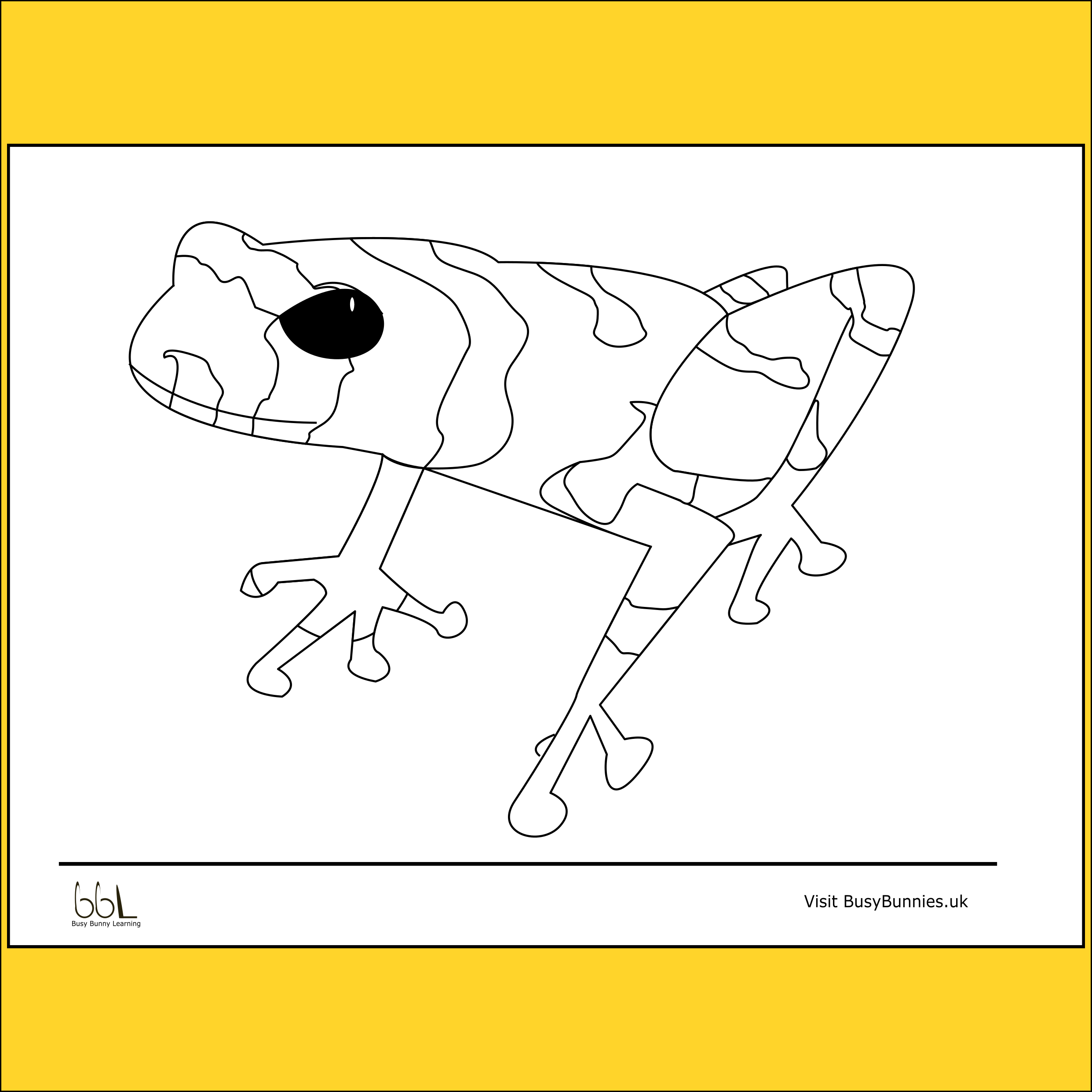 Poison Dart Frog Colouring Sheet PNG