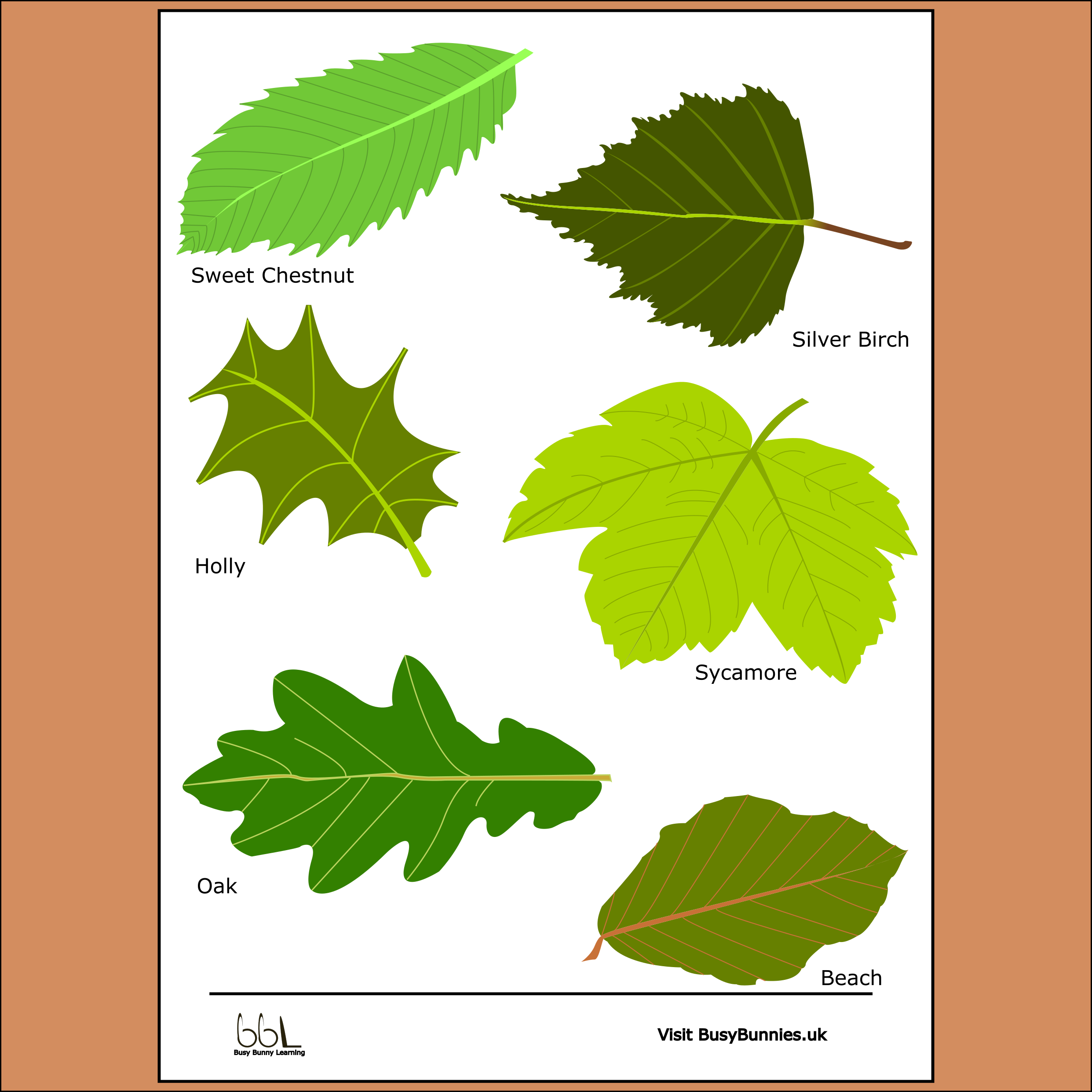 Tree Leaf Identifier Sheet PNG