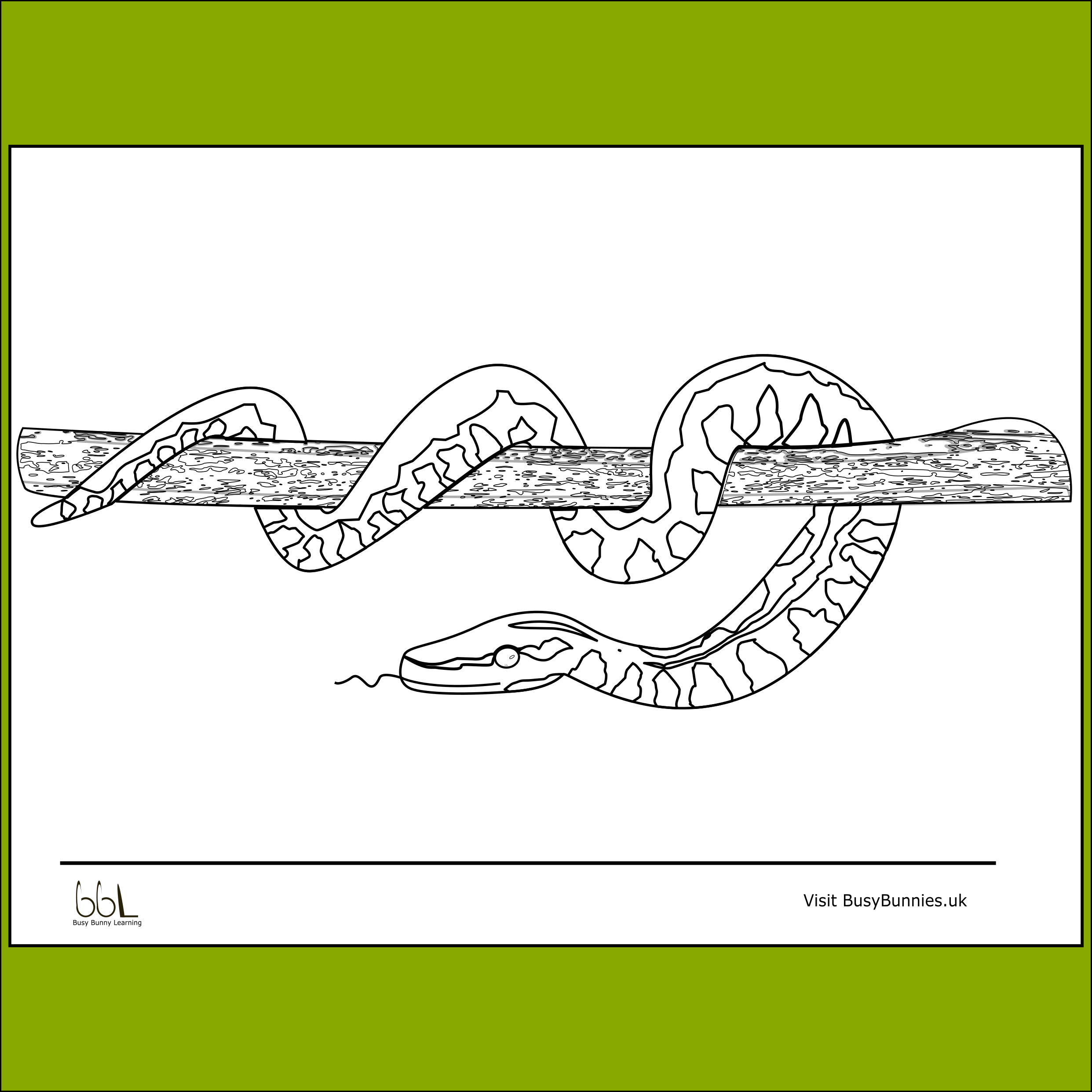 Boa Constrictor Snake Colouring Sheet PNG